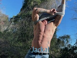 Jackal